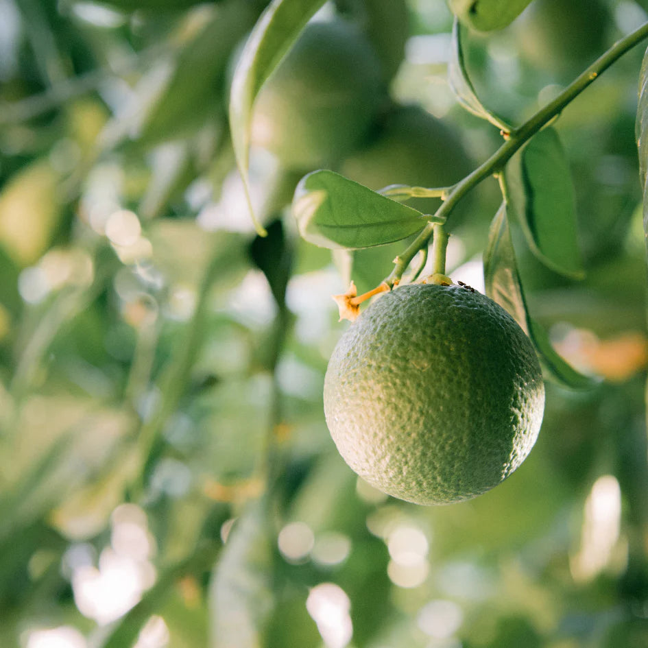 Grapefruit + Lime | Scented Tealights