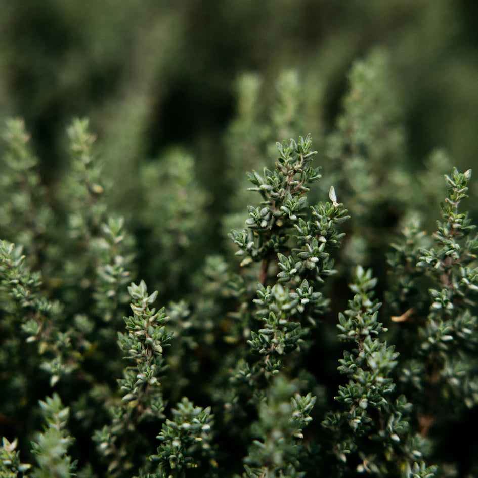Thyme + Mint | Scented Tealights