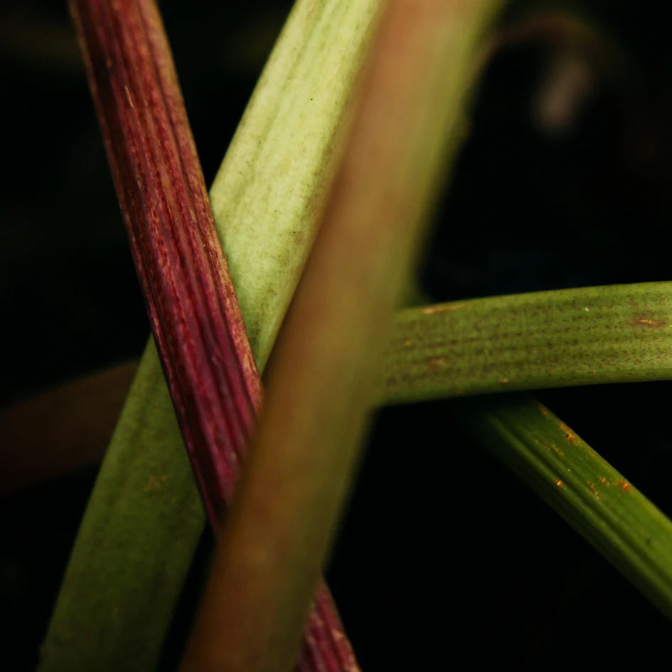 Wild Rhubarb | Scented Tealights
