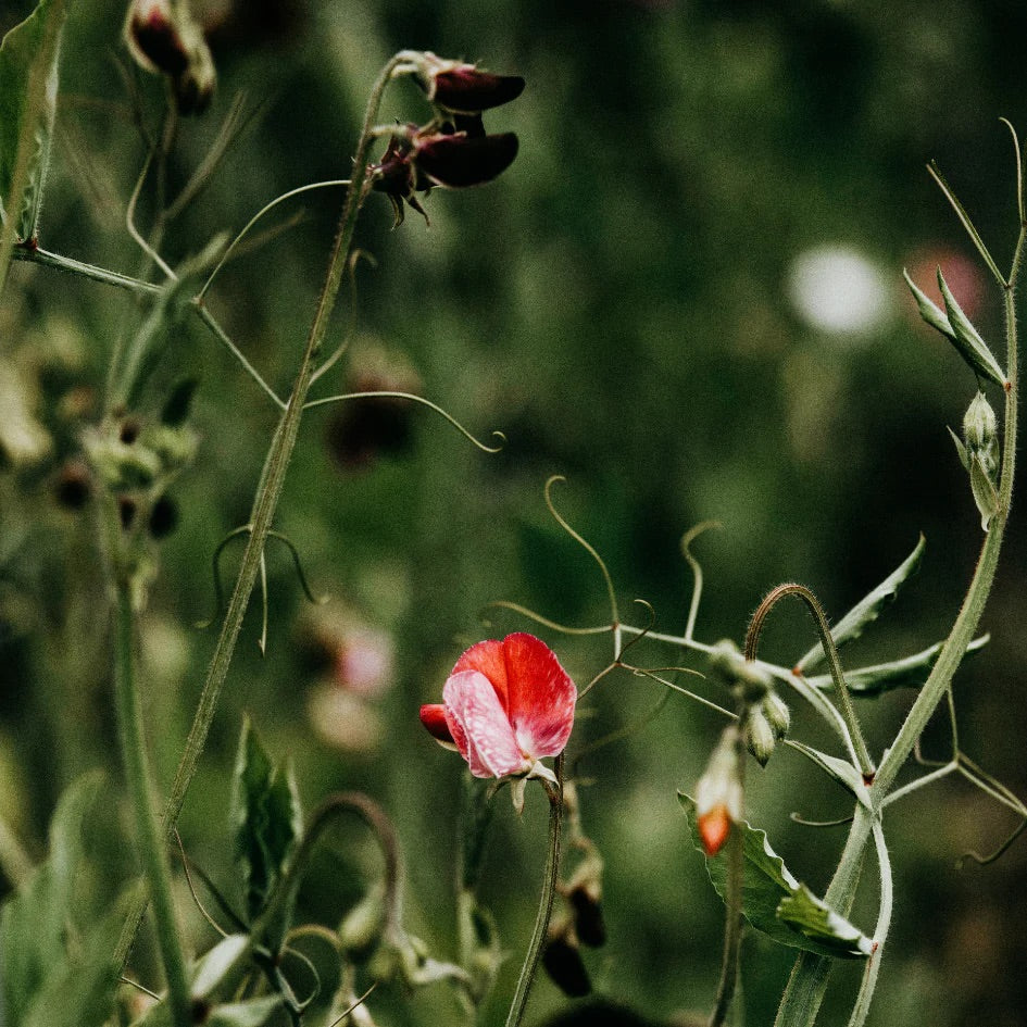 Sweet Pea | Diffuser Refill