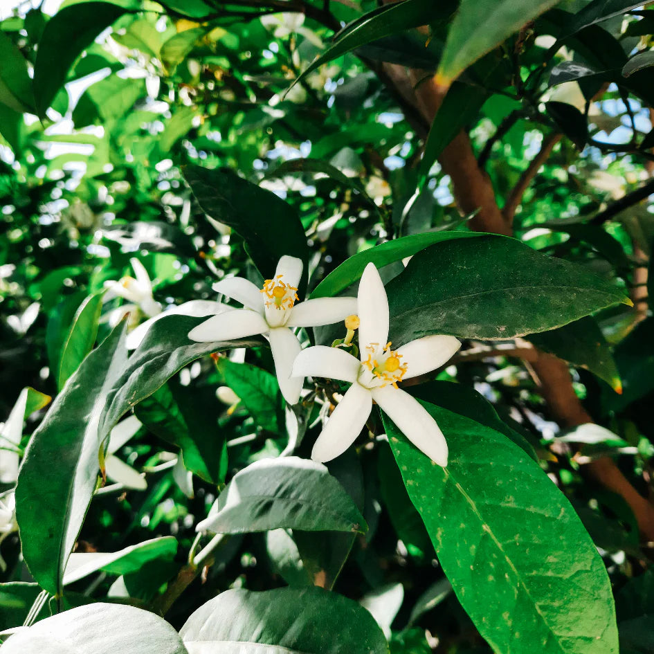 Orange Blossom | Scented Tealights