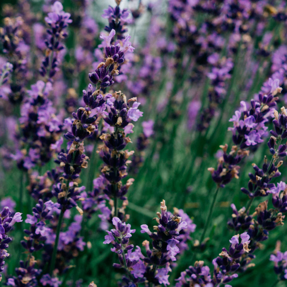 Lavender Fields | Tin Candle
