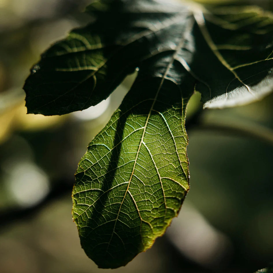 Fig Tree | Scented Tealights