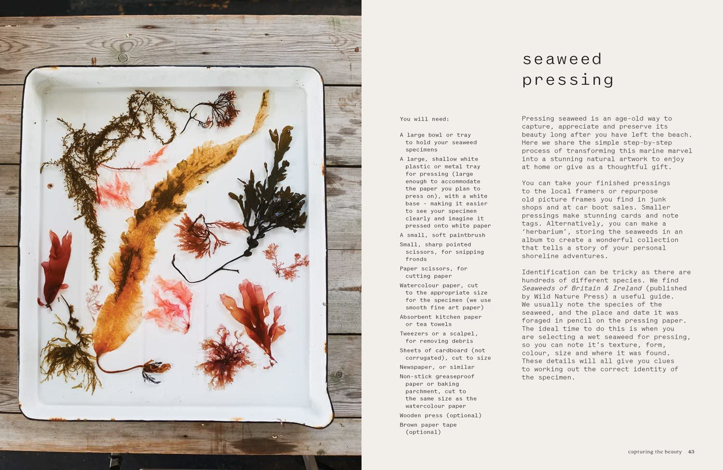 Seaweed: Foraging Collecting Printing | Hardback Book