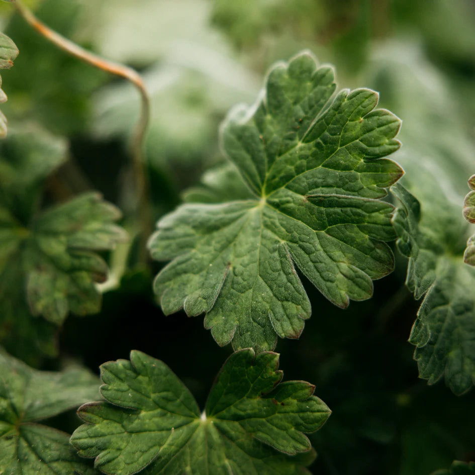 Geranium Leaf Diffuser Refill