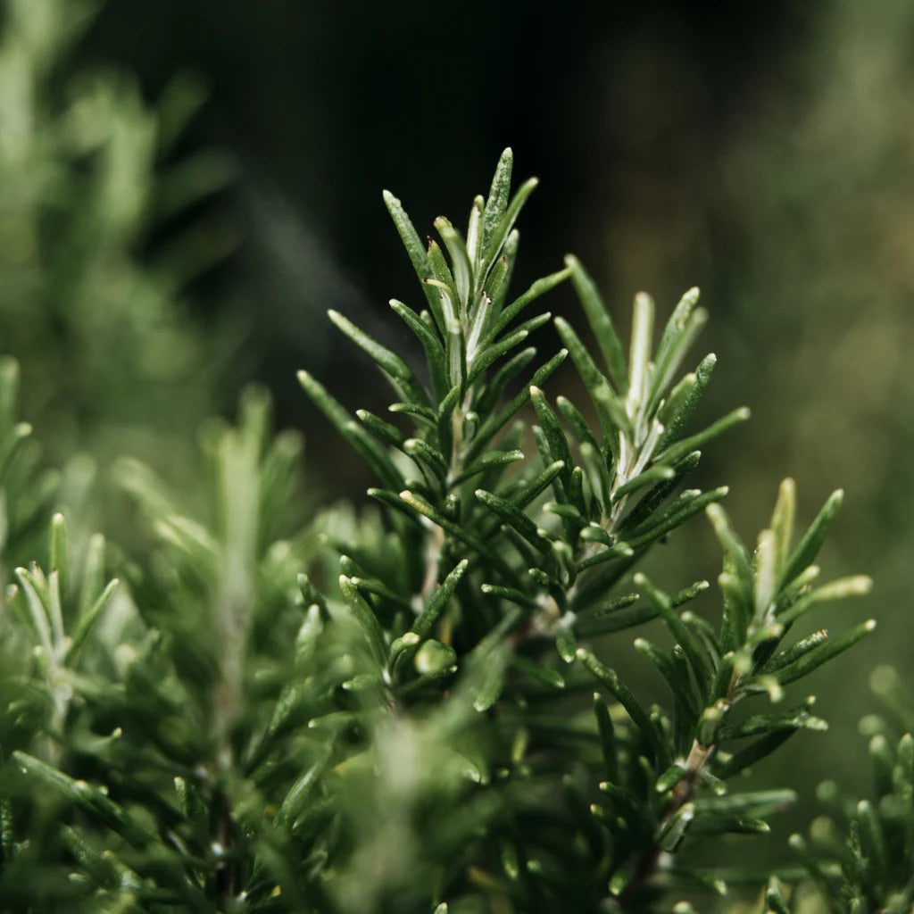 Hand Lotion Refill | Bay + Rosemary