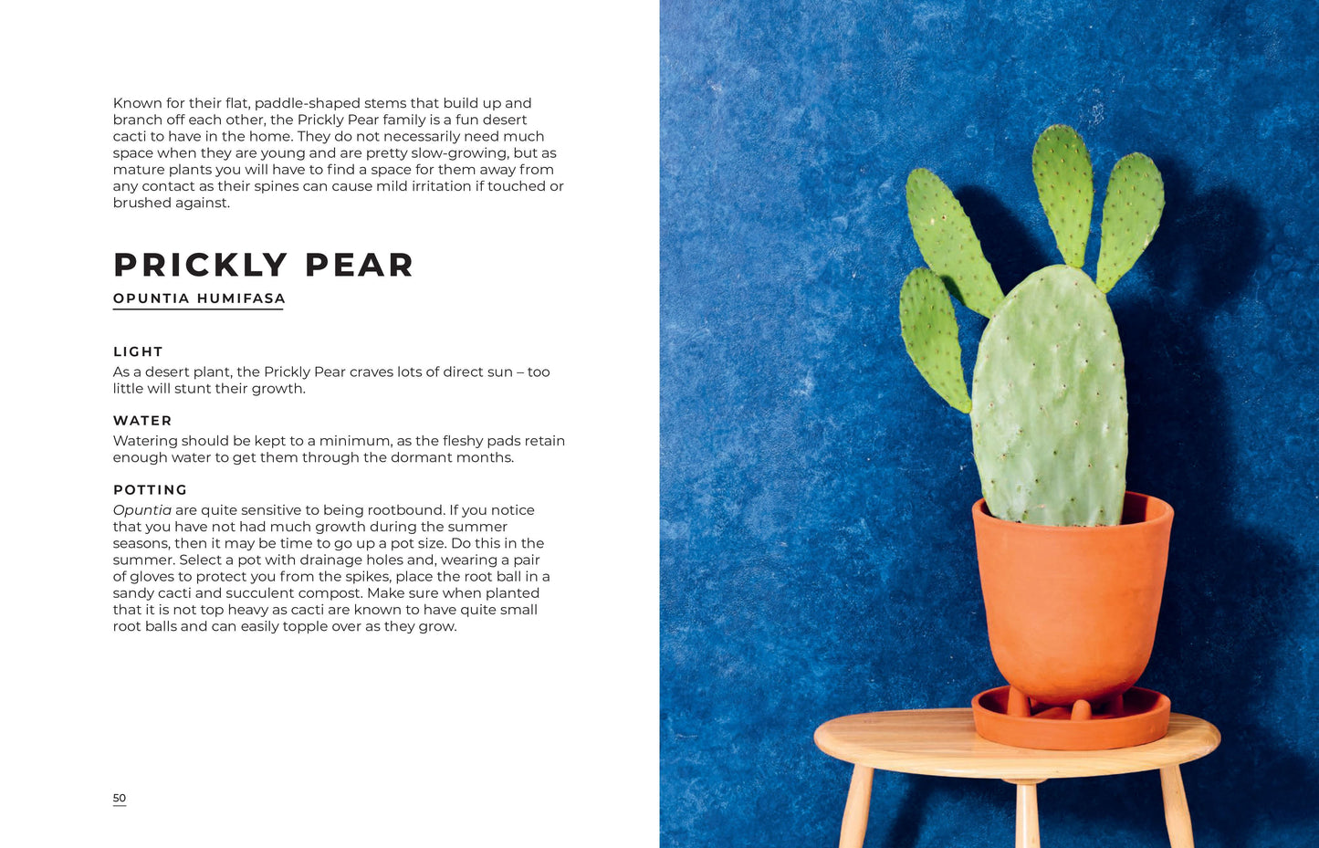 House Plants | Hardback Book