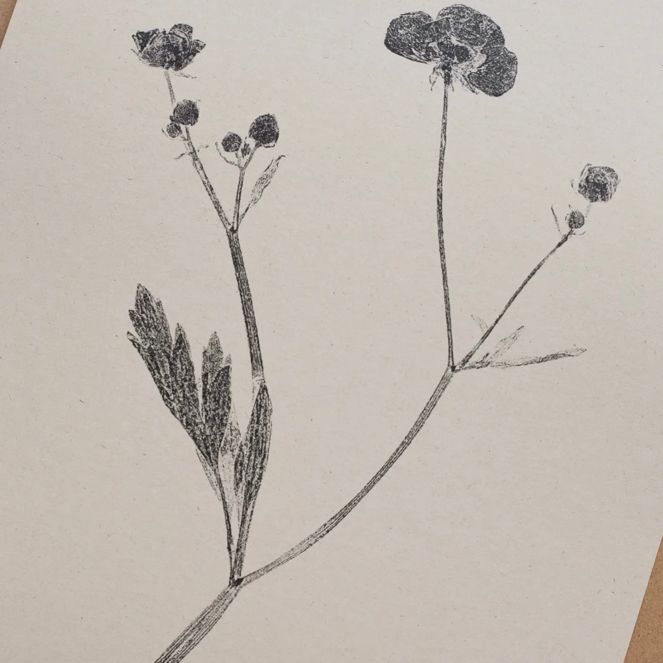 Botanical Art Print A4 | Meadow Buttercup