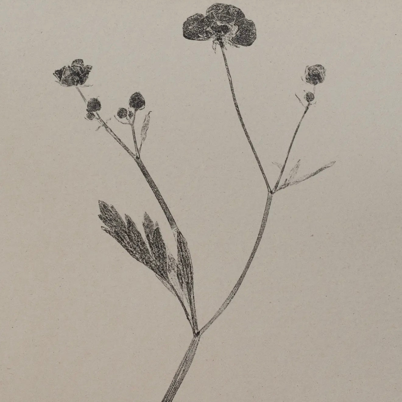 Botanical Art Print A4 | Meadow Buttercup