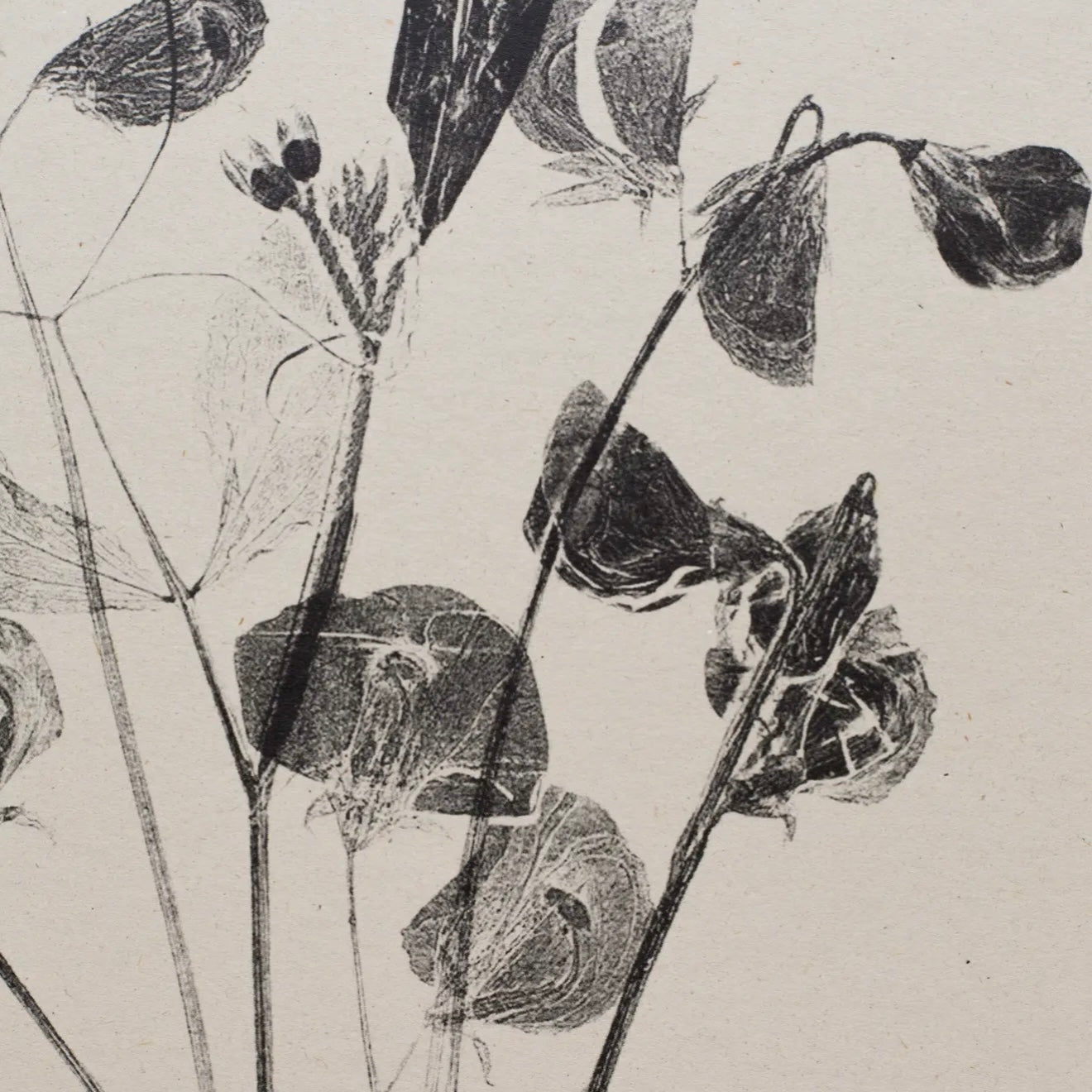 Botanical Art Print A4 | Sweet Peas