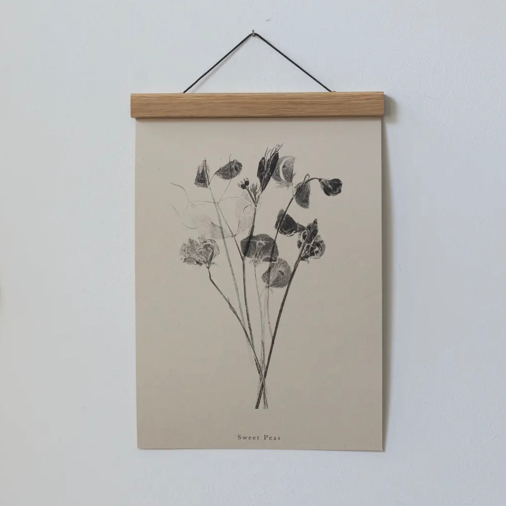 Botanical Art Print A4 | Sweet Peas