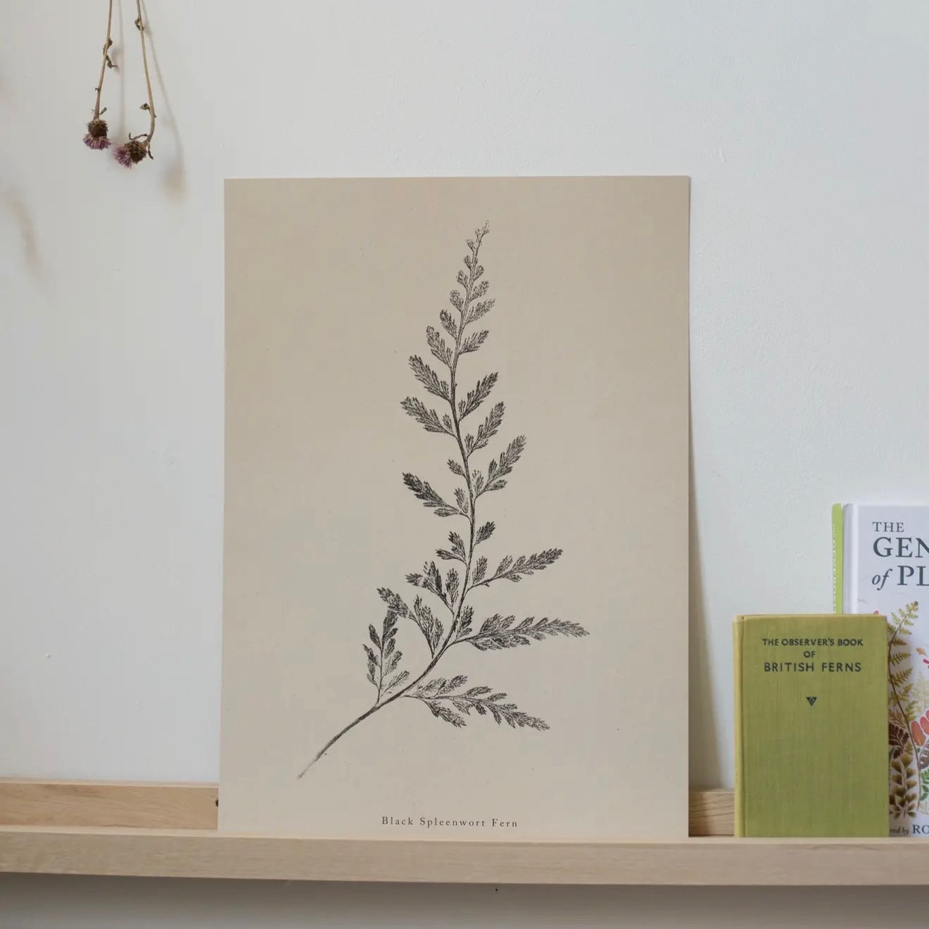 Botanical Art Print A4 | Fern