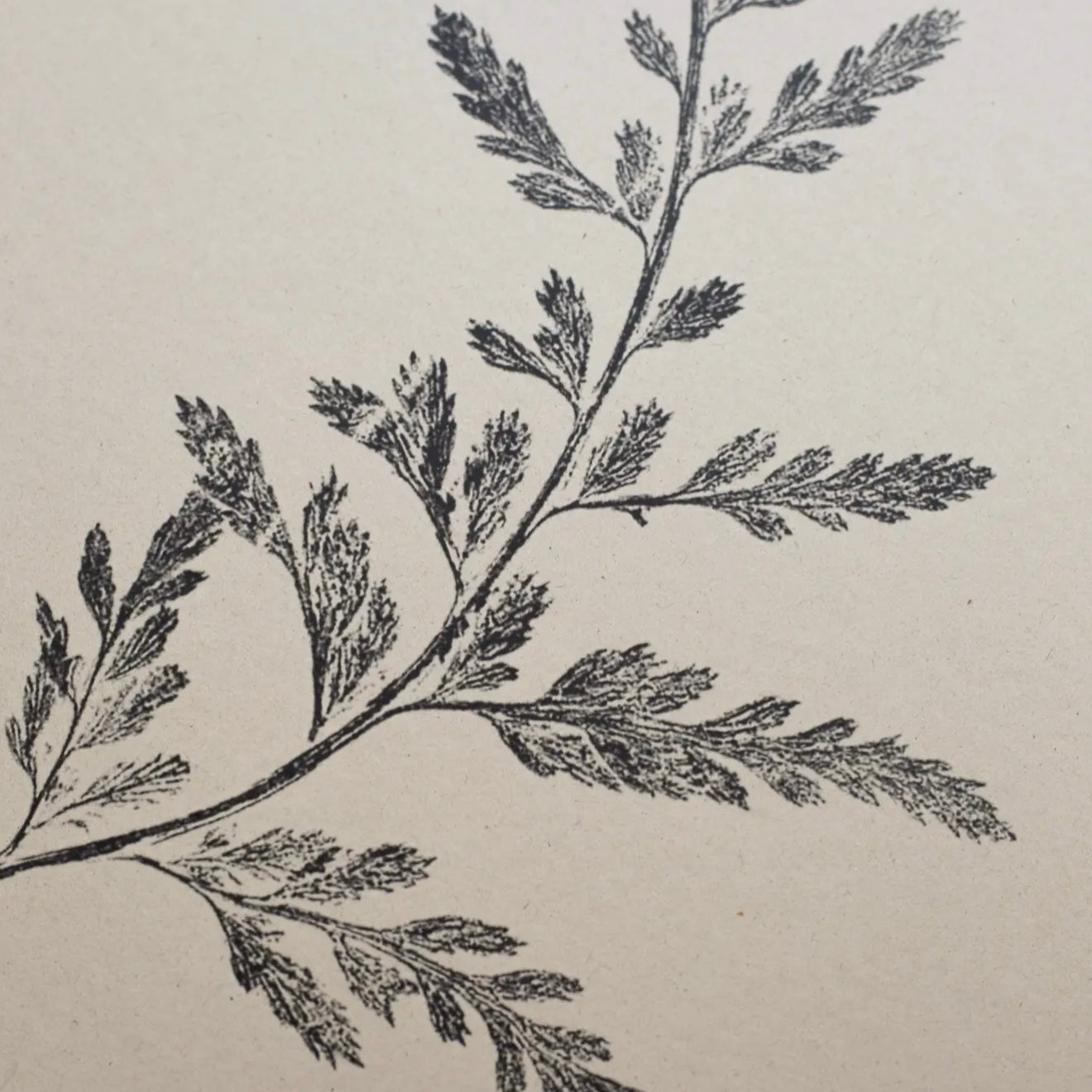Botanical Art Print A4 | Fern