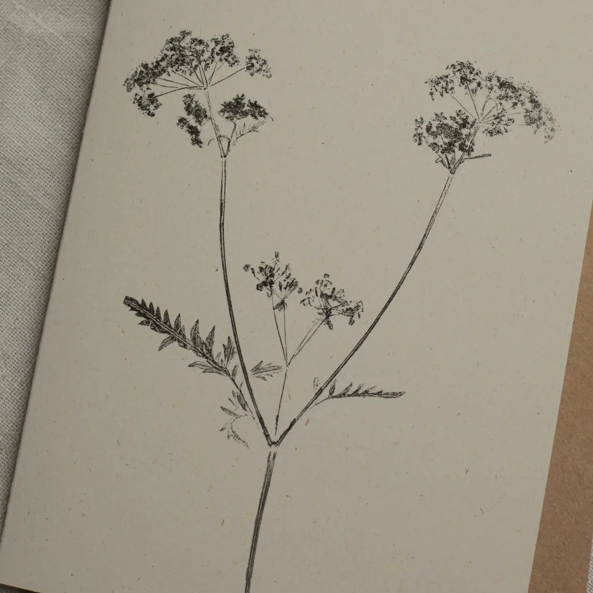 Botanical Greeting Card | Cow Parsley