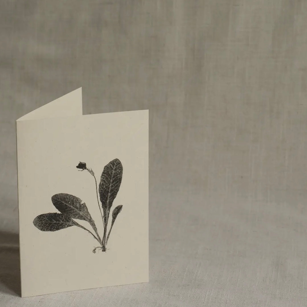 Botanical Greeting Card | Primrose