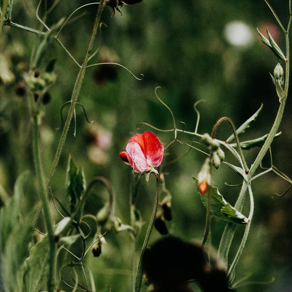 Hand Wash | Sweet Pea