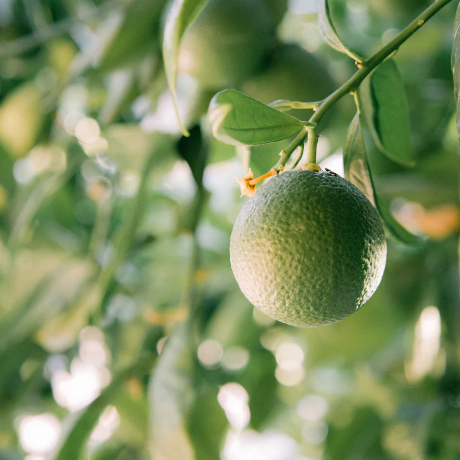 Grapefruit + Lime | Tin Candle
