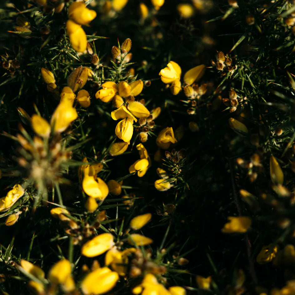 Wild Gorse | Scented Tealights