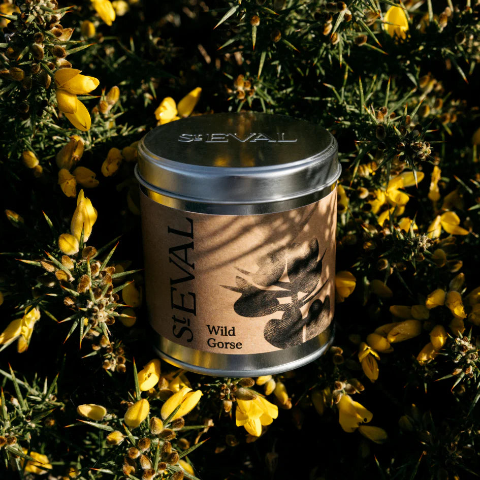 Wild Gorse | Tin Candle