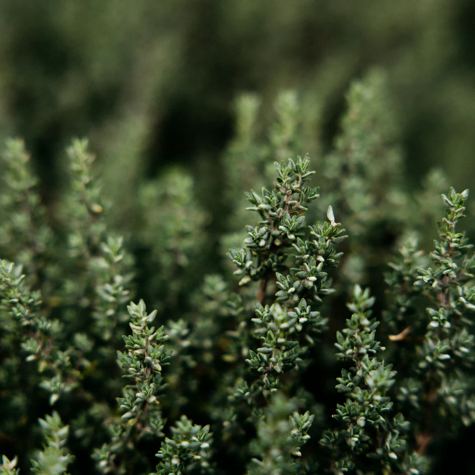 Thyme + Mint | Tin Candle