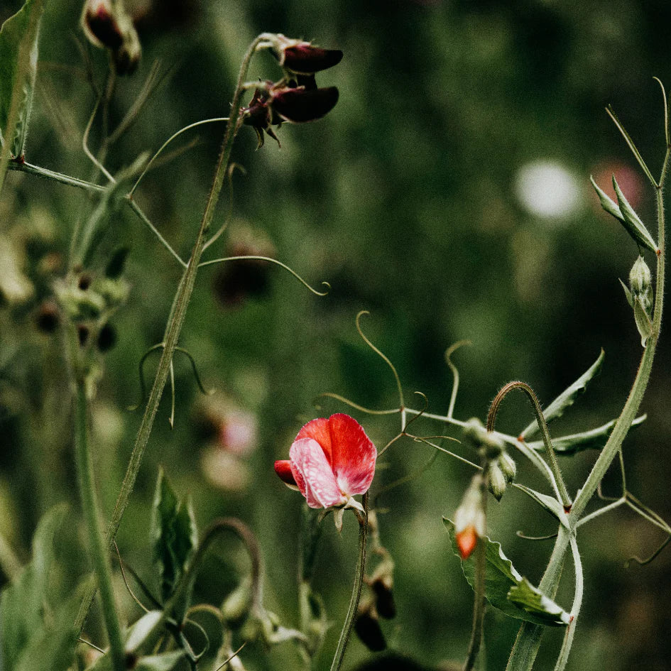 Sweet Pea | Tin Candle
