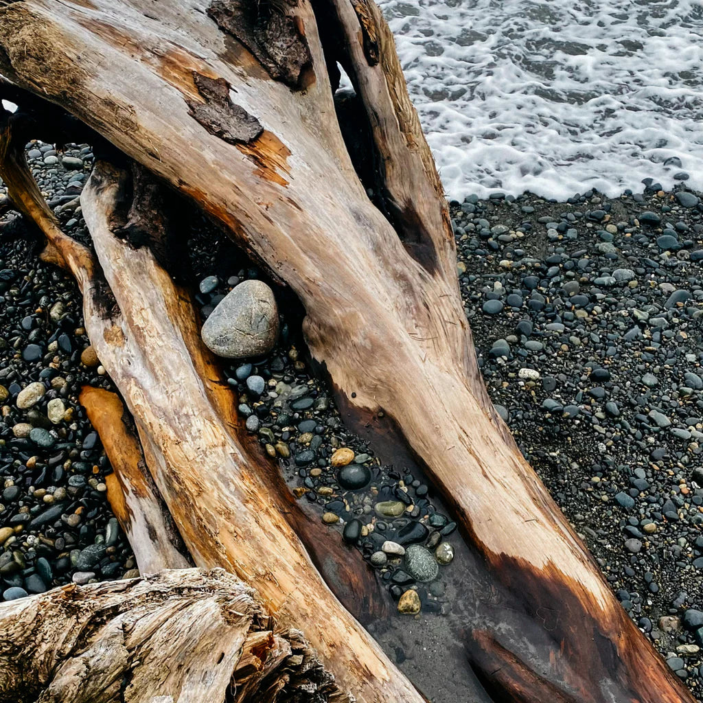 Sea Moss + Driftwood | Scented Tealights