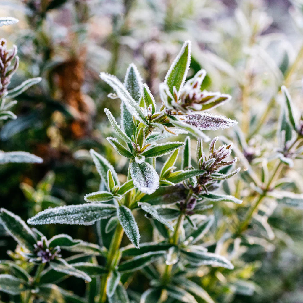 Christmas Cracker | Winter Thyme