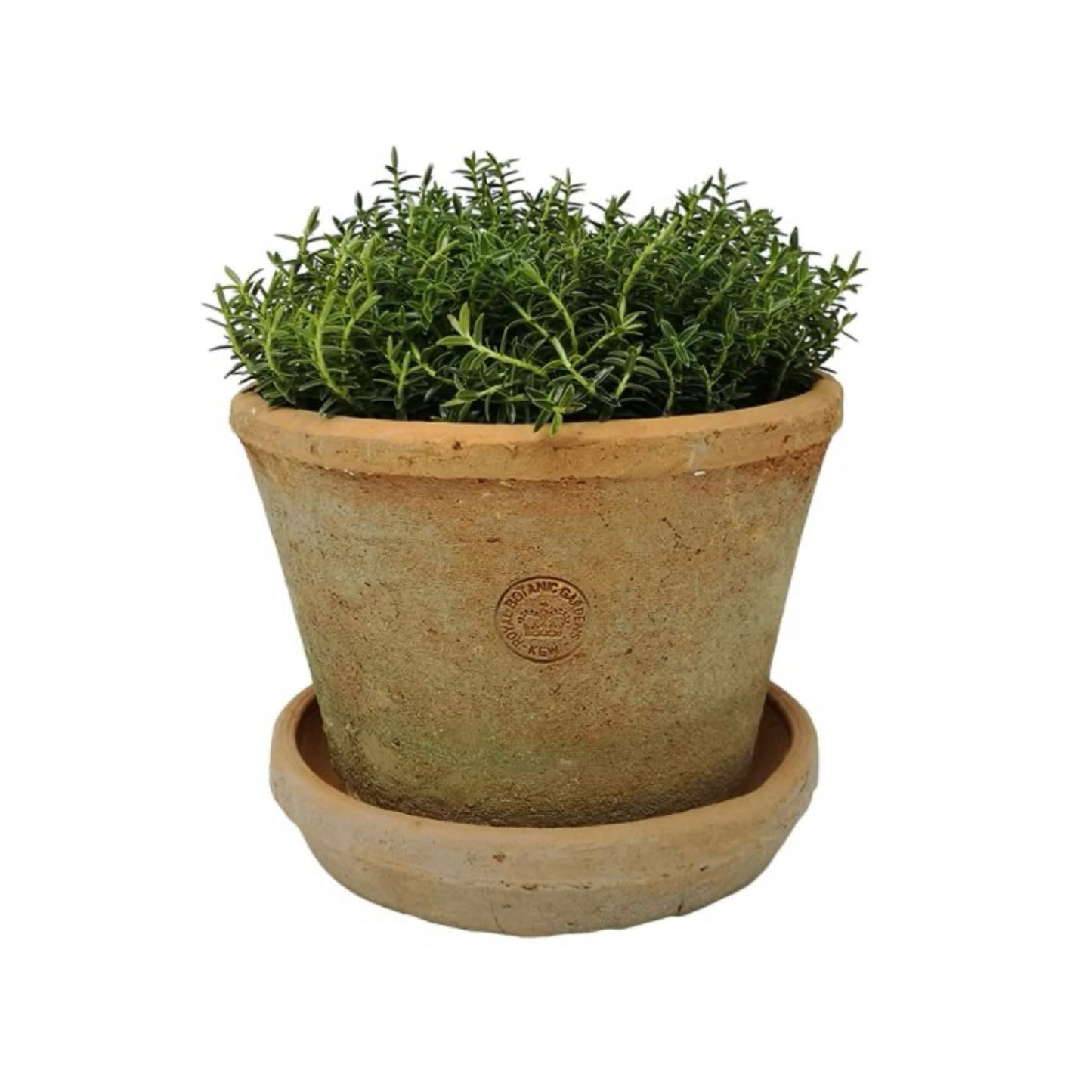 KEW Terracotta Pot | Large