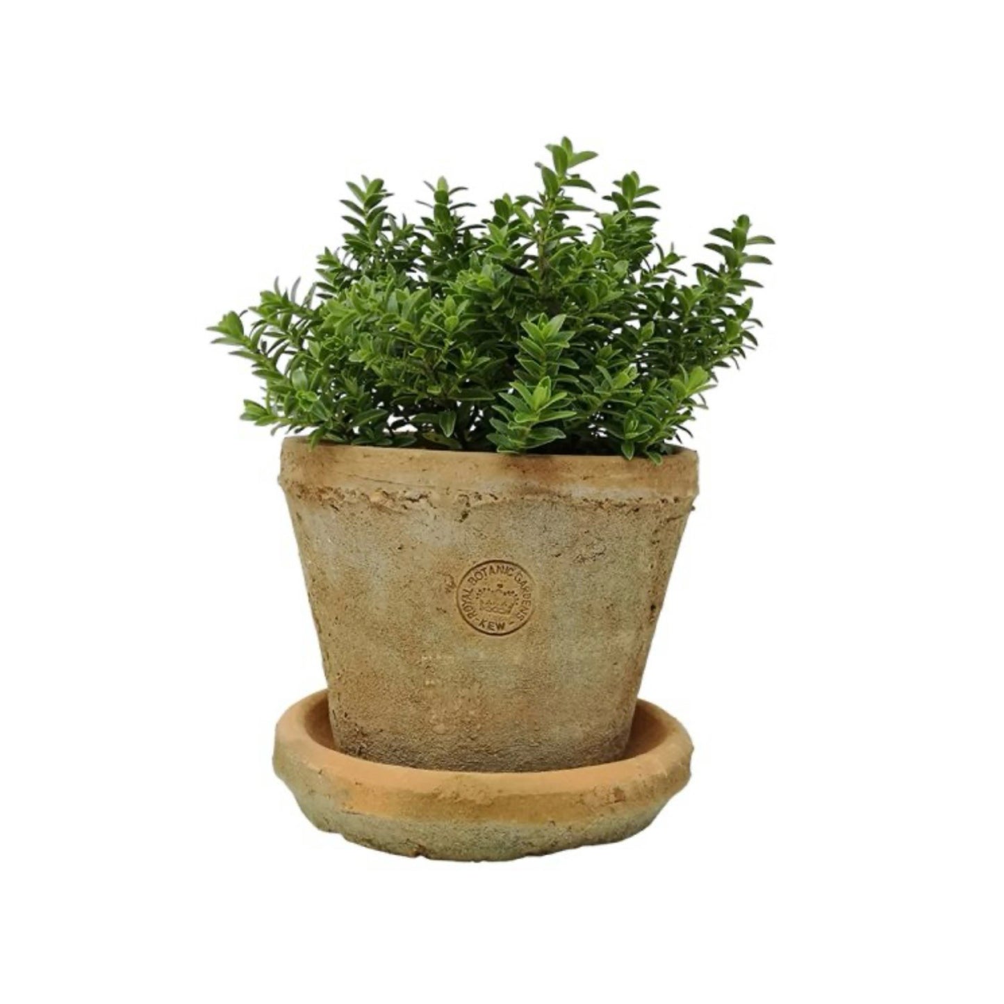 KEW Terracotta Pot | Medium