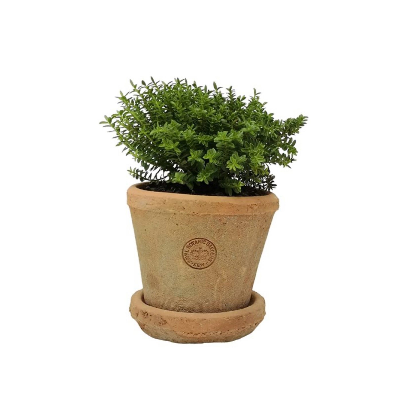 KEW Terracotta Pot | Small