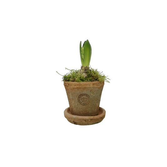 KEW Terracotta Pot | Petite