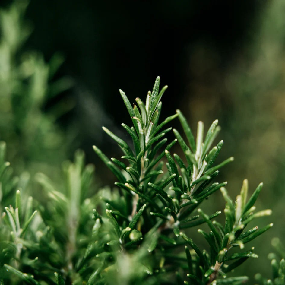 Bay + Rosemary Candle | Sand Dune Ceramic Pot