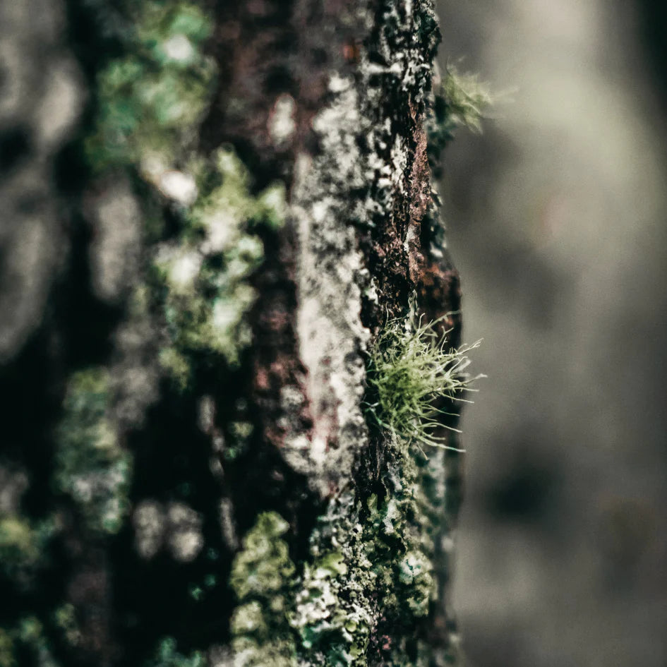 Granite + Moss | Tin Candle