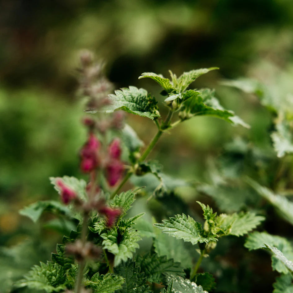 Bergamot + Nettle Tin Candle