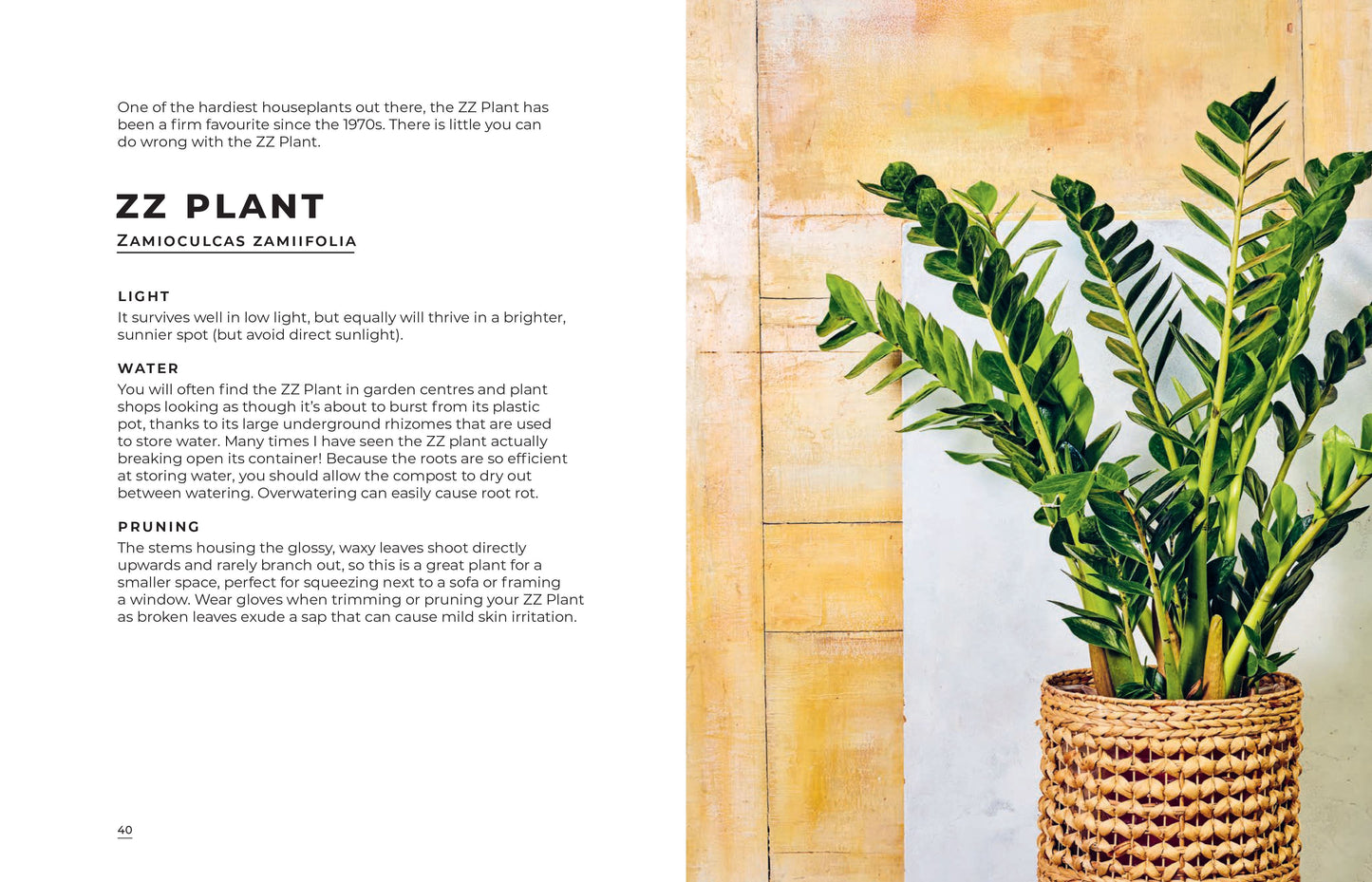 House Plants | Hardback Book