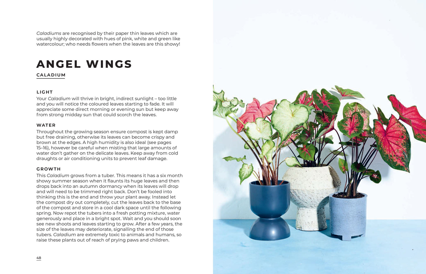 House Plants | Hardback Book