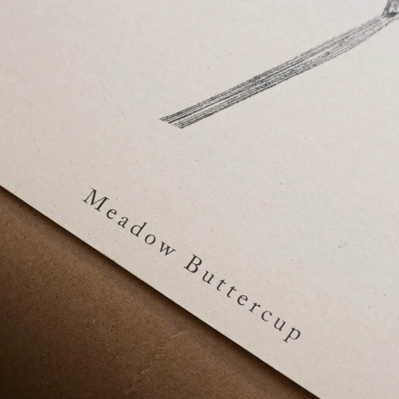 Botanical Art Print A4 | Meadow Buttercup